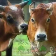 Огляд і безкоштовні відео боїв биків в іспанії між собою і як проходить іспанська корида (проходить) Огляд і безкоштовні відео боїв биків в іспанії між собою і як проходить іспанська корида
