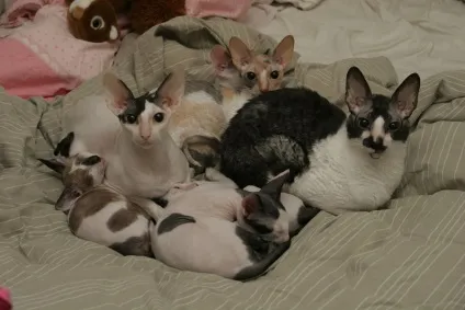 Нюанси в'язки корниш-рекс (породи) Нюанси в'язки корниш-рекс