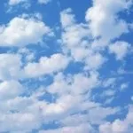Про що думають дерева