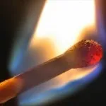 Про що думають дерева