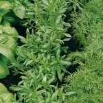 Про посадках у відкритий грунт, створюємо гарний сад (посів насіння) Про посадках у відкритий грунт, створюємо гарний сад