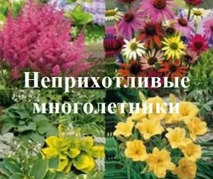 Про посадках у відкритий грунт, створюємо гарний сад (відкритий) Про посадках у відкритий грунт, створюємо гарний сад