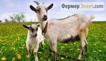 Вікон у кози що робити, якщо тверде вим'я, мало молока, погано їсть - my life
