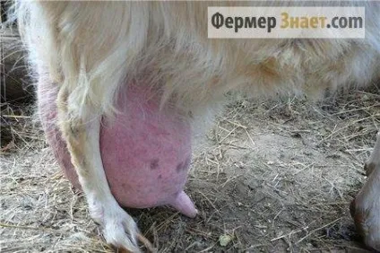Вікон у кози що робити, якщо тверде вим'я, мало молока, погано їсть - my life