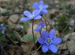 печіночниця благородна