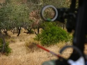Полювання на оленя принципи і відео (оленя) Полювання на оленя принципи і відео