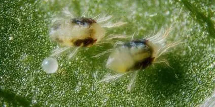Павутина на смородині - причини появи і методи боротьби (боротьби) Павутина на смородині - причини появи і методи боротьби