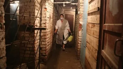 Звідки беруться блохи
