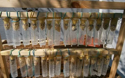 Бджільництво для початківців з чого почати, основні поради (початківців) Бджільництво для початківців з чого почати, основні поради