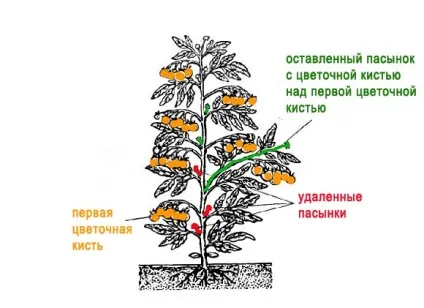 Пасинкування помідор схема в теплиці, у відкритому грунті (томати без пасинкування) Пасинкування помідор схема в теплиці, у відкритому грунті