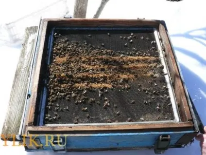 Бджолиний підмор для імунітету і щитовидки опис і рецепти даного продукту бджільництва (рецепти) Бджолиний підмор для імунітету і щитовидки опис і рецепти даного продукту бджільництва