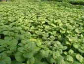 Чому паростки петунії падають чому пропадає розсада петуній, гине розсада, що робити, відео, (пропадає) Чому паростки петунії падають чому пропадає розсада петуній, гине розсада, що робити, відео,