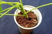 Чому нові листя менше за розміром (чому нові листя менше) Чому нові листя менше за розміром