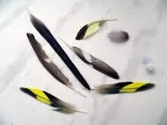 Чому у папуги випадають пір'я, мої домашні вихованці (випадають) Чому у папуги випадають пір'я, мої домашні вихованці