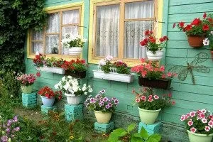Чому паростки петунії падають чому пропадає розсада петуній, гине розсада, що робити, відео, (чому паростки петунії падають) Чому паростки петунії падають чому пропадає розсада петуній, гине розсада, що робити, відео,