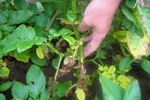 Чому у картоплі жовтіють нижні листки магія рослин (нижні) Чому у картоплі жовтіють нижні листки магія рослин