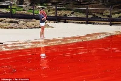 Чому вода по всьому світу стає криваво-червоного кольору (світу) Чому вода по всьому світу стає криваво-червоного кольору