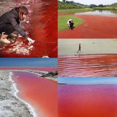 Чому вода по всьому світу стає криваво-червоного кольору (усього) Чому вода по всьому світу стає криваво-червоного кольору