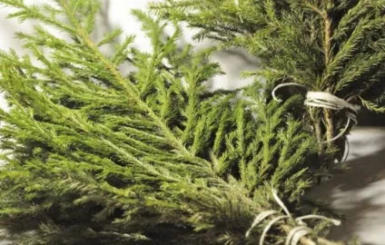 Ялицеві віники для лазні як запарити і зберігати віник з ялиці, клуб любителів лазні (бані) Ялицеві віники для лазні як запарити і зберігати віник з ялиці, клуб любителів лазні