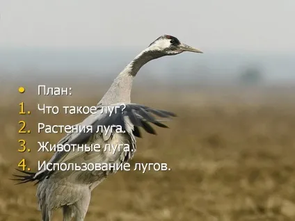 План що таке луг - презентація 5400-2 (біологія) План що таке луг - презентація 5400-2