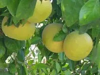 Корисні властивості грейпфрута - шкода грейпфрута (шкода) Корисні властивості грейпфрута - шкода грейпфрута