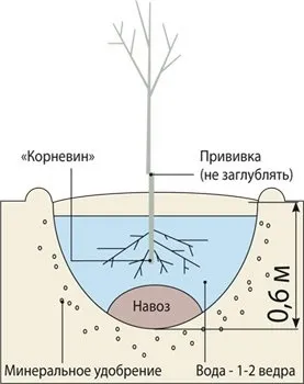Підживлення груші навесні - особливості, рецепти, рекомендації (особливості) Підживлення груші навесні - особливості, рецепти, рекомендації