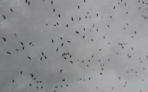 Постільні блохи як виглядають і як від них позбавитися (позбутися) Постільні блохи як виглядають і як від них позбавитися