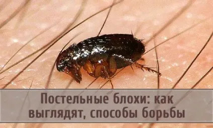 Постільні блохи як виглядають і як від них позбавитися (позбутися) Постільні блохи як виглядають і як від них позбавитися