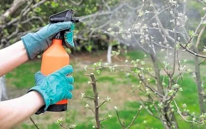 Підвищуємо урожай груші правильними способами підгодівлі (урожай) Підвищуємо урожай груші правильними способами підгодівлі