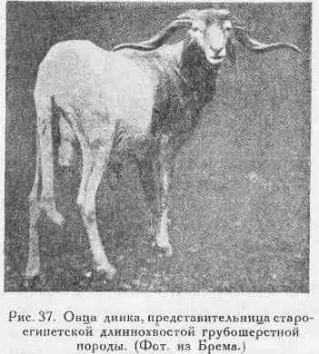 Походження домашньої вівці