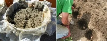 Переваги курячого посліду