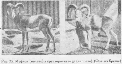 Походження домашньої вівці