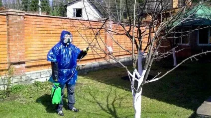 Застосовуємо бордосскую суміш в саду і городі