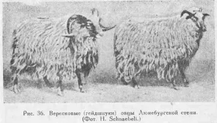 Походження домашньої вівці