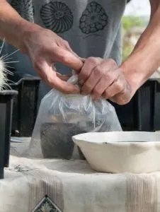Розмноження кактусів черешками (які не утворюють насіння. Коли проводять живцювання? З квітня по липень.) Розмноження кактусів черешками