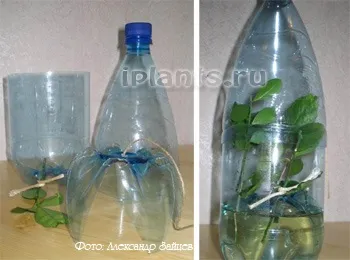 Розмноження азалії живцями (азалії) Розмноження азалії живцями