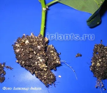 Розмноження азалії живцями (азалії) Розмноження азалії живцями