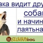 Рулетка для собак - можна чи ні плюси і мінуси (є мета собаки) Рулетка для собак - можна чи ні плюси і мінуси