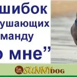 Рулетка для собак - можна чи ні плюси і мінуси (рулетка) Рулетка для собак - можна чи ні плюси і мінуси