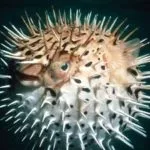 Риба вомер де водиться і які корисні властивості має (риба вомер де водиться фото корисні властивості) Риба вомер де водиться і які корисні властивості має