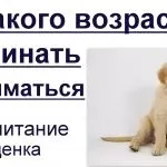 Рулетка для собак - можна чи ні плюси і мінуси (рулетка) Рулетка для собак - можна чи ні плюси і мінуси