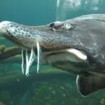Риба вомер де водиться і які корисні властивості має (риба вомер де водиться фото корисні властивості) Риба вомер де водиться і які корисні властивості має