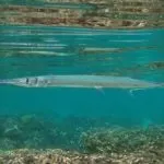 Риба вомер де водиться і які корисні властивості має (риба вомер де водиться фото корисні властивості) Риба вомер де водиться і які корисні властивості має