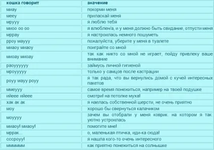 Російсько-котячий розмовник () Російсько-котячий розмовник