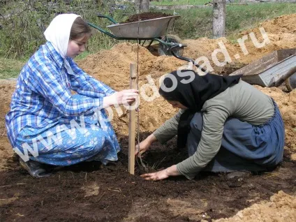 Сади на піску - плодовий сад
