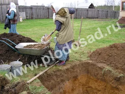 Сади на піску - плодовий сад