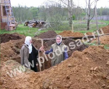 Сади на піску - плодовий сад