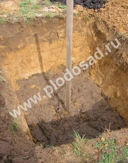 Сади на піску - плодовий сад