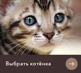 Шоу клас, брід клас, пет клас у кішок бенгалов - в чому різниця (всім системам суддівства) Шоу клас, брід клас, пет клас у кішок бенгалов - в чому різниця
