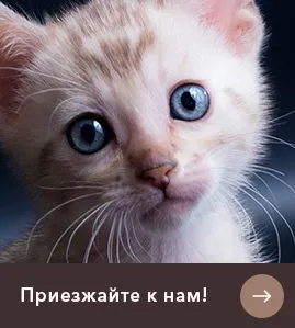 Шоу клас, брід клас, пет клас у кішок бенгалов - в чому різниця (кішок) Шоу клас, брід клас, пет клас у кішок бенгалов - в чому різниця